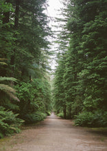 Load image into Gallery viewer, REDWOOD FOREST