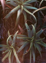 Load image into Gallery viewer, CACTUS, YOU&#39;RE A STAR